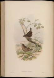美しくて素敵なAnorthura = Spelaeornis